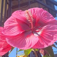 Piantine di Hibiscus