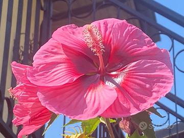 Piantine di Hibiscus