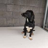 Cucciolona per conigli