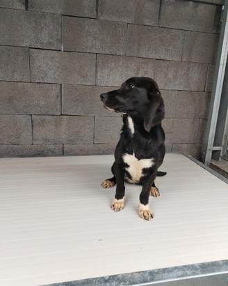 Cucciolona per conigli