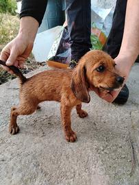 Cuccioli da caccia