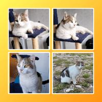 Gatto di 3 anni