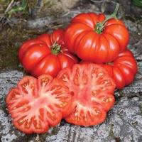 piantine di ortaggi  , assortimento completo .