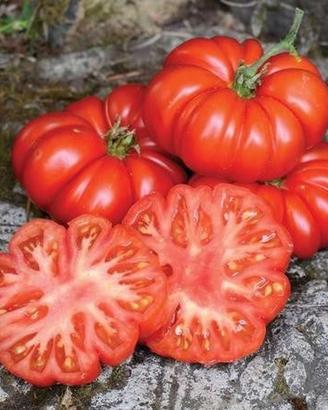 piantine di ortaggi  , assortimento completo .