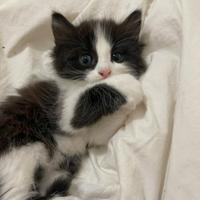 Gattina siberiana pelo lungo 2 mesi