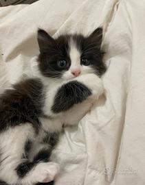 Gattina siberiana pelo lungo 2 mesi