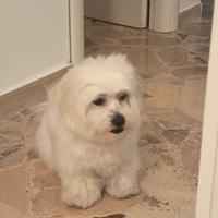 Maltese Maschio