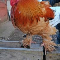 Gallo brahma