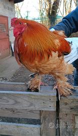 Gallo brahma