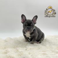 Maschietto bulldog francese total blu