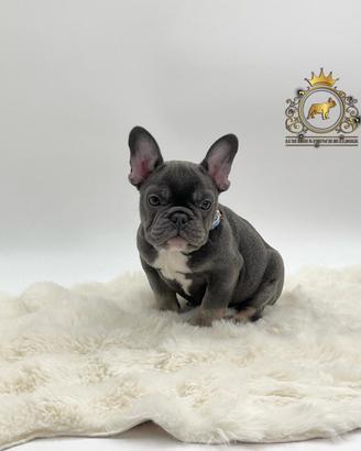 Maschietto bulldog francese total blu