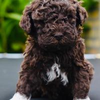 Lagotto romagnolo