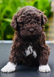 Lagotto romagnolo