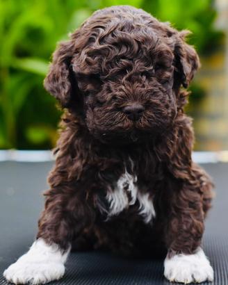 Lagotto romagnolo