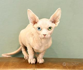 GATTA SPHYNX BIANCA CON PEDIGREE – OCCHI IMPARI 💎