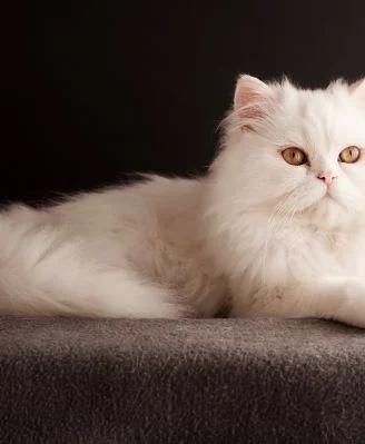 Gatto persiano