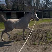 Stallone arabo. Stagione di monta