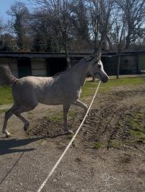 Stallone arabo. Stagione di monta