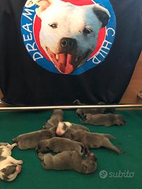 Staffordshire bull terrier