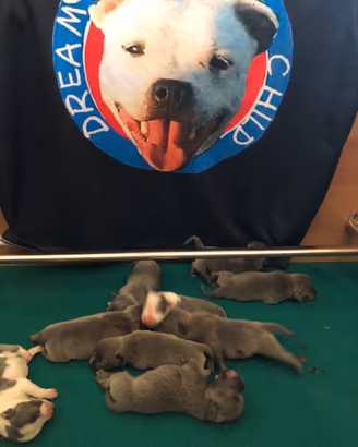 Staffordshire bull terrier