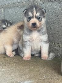 Husky