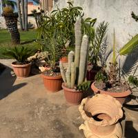 Piante