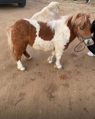 Mini pony