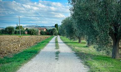 Terreno agricolo