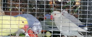 Parrocchetti dal collare