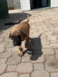 Adozione alano tigrato