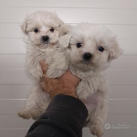 Maltese MASCHIO E FEMMINA +++ Allevamento CB+1