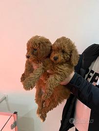 Cuccioli di barboncini toy M e F