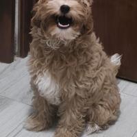Maltipoo nano