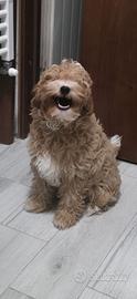 Maltipoo nano