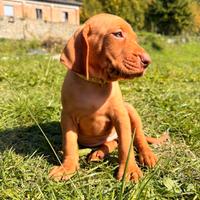 Cuccioli bracco ungherese vizsla con pedigree