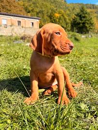 Cuccioli bracco ungherese vizsla con pedigree