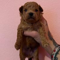 Maltipoo linea asiatica