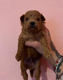 Maltipoo linea asiatica