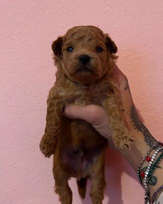 Maltipoo linea asiatica