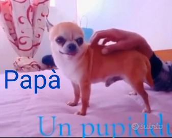 Chihuahua