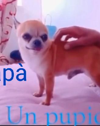 Chihuahua