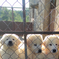 Cuccioli maschi di pastore abbruzzese