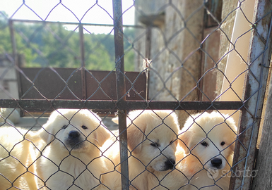 Cuccioli maschi di pastore abbruzzese