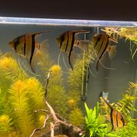 Scalari manacapuru red