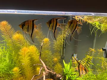 Scalari manacapuru red