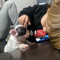 Cuccioli di Buldog/bouledogue francese