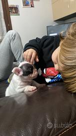 Cuccioli di Buldog/bouledogue francese