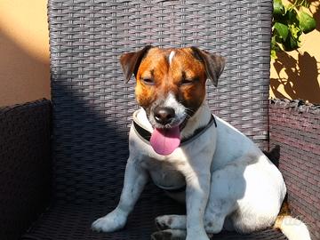 JACK RUSSEL TERRIER CON PEDIGREE 