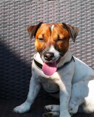 JACK RUSSEL TERRIER CON PEDIGREE 