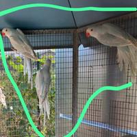 Parrocchetto dal collare FEMMINA 2025